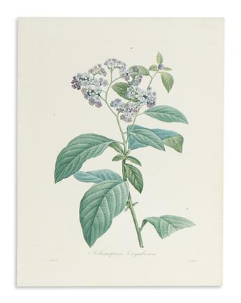 REDOUTÉ, PIERRE-JOSEPH. Four hand-colored stipple engraved plates